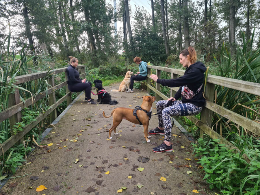 sporten-met-hond