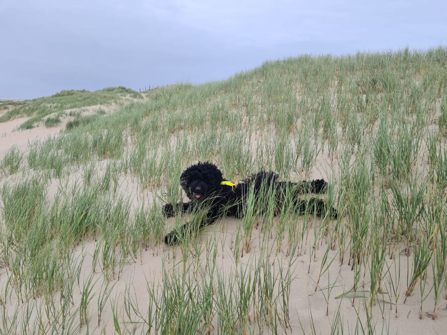 duinen-hond-katwijk