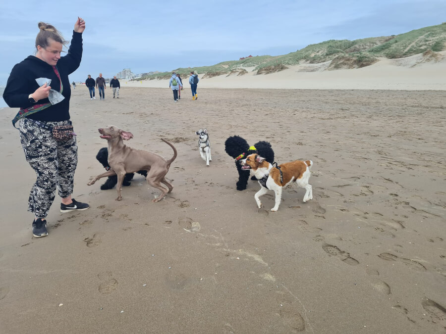 honden-op-het-strand
