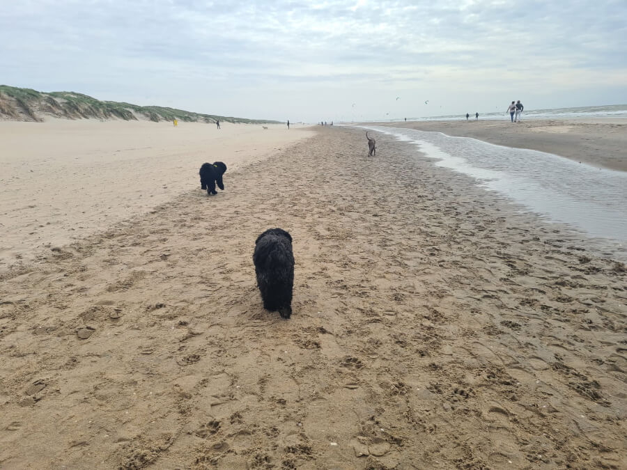 strand-hondenlosloopgebied