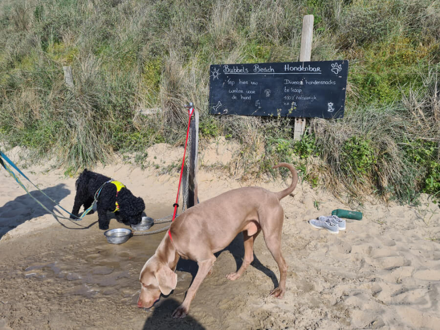 hondenbar-katwijk