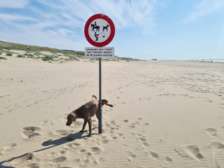 strandregels-hond