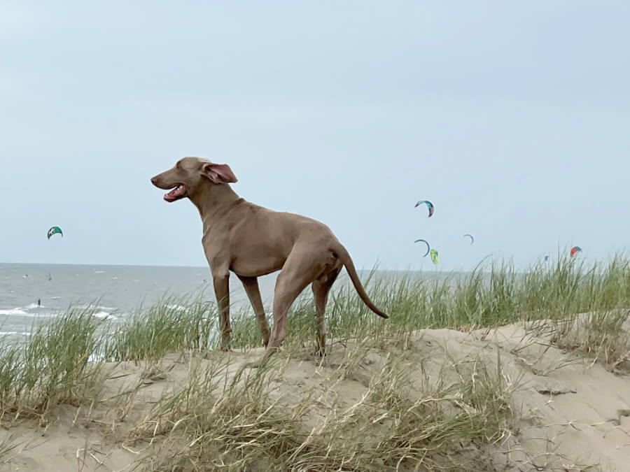 kitesurfers-strand