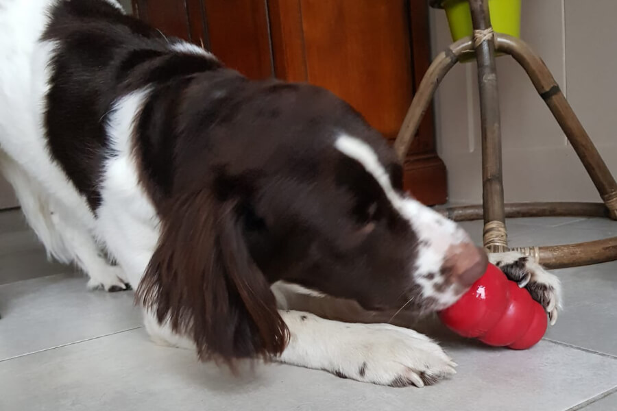 kong-hond-spel