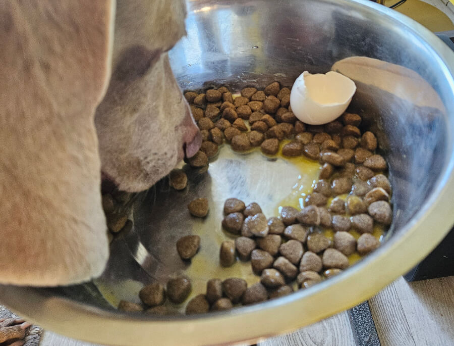 rauw-ei-hond-eierschaal