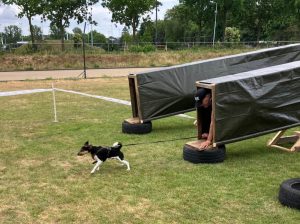 wipwap-dogsurvival