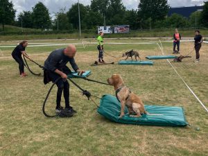 tapijtjetrekken-dogsurvival