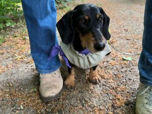 pippa-iris