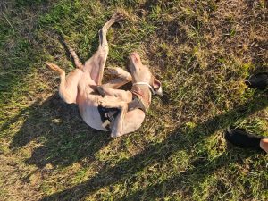 wereld-hondendag-2025-rollen-hond