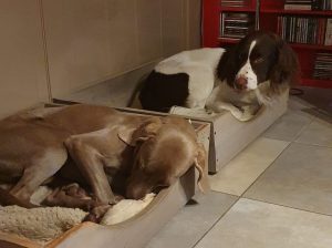 geef-je-hond-rust