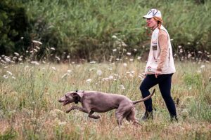 veldwerktraining-italie-weimaraner