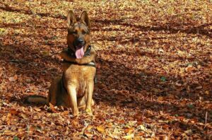 hond-herfstbladeren