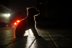 hond-donker-licht
