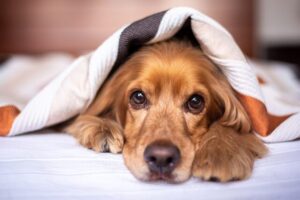 hond-deken