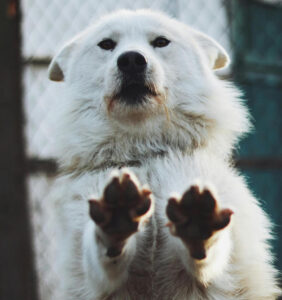 pootjes-hond
